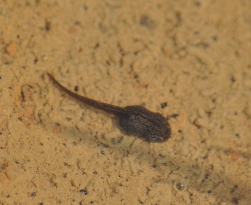 Identificazione girini - Rana temporaria